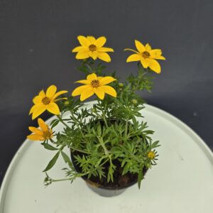 Balkon aranya - Bidens ↑25cm ⊘12cm