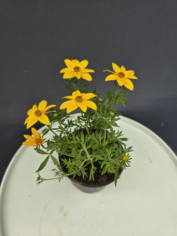 Balkon aranya - Bidens ↑25cm ⊘12cm
