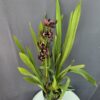 2 ágas Cymbidium - Csónakorchidea ↑60cm ⊘14cm - Image 2