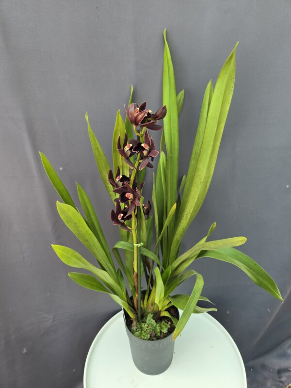 2 ágas Cymbidium - Csónakorchidea ↑60cm ⊘14cm - Image 2