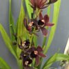 2 ágas Cymbidium - Csónakorchidea ↑60cm ⊘14cm