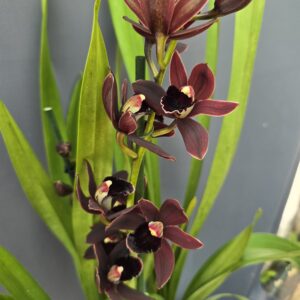 2 ágas Cymbidium - Csónakorchidea ↑60cm ⊘14cm