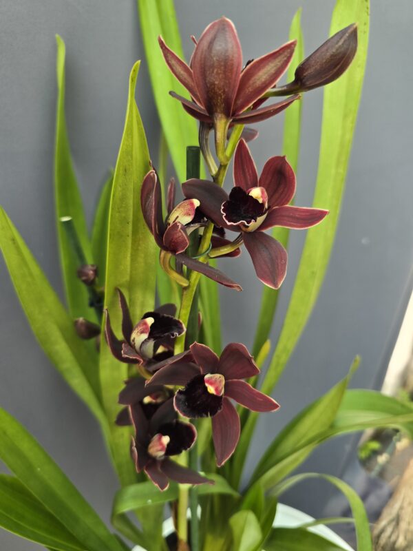 2 ágas Cymbidium - Csónakorchidea ↑60cm ⊘14cm