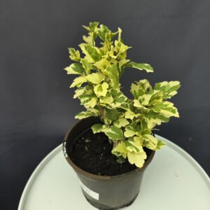 Hibiscus syriacus variegata - Mályvacserje ( zsákbamacska szín ) ↑40cm ⊘17cm