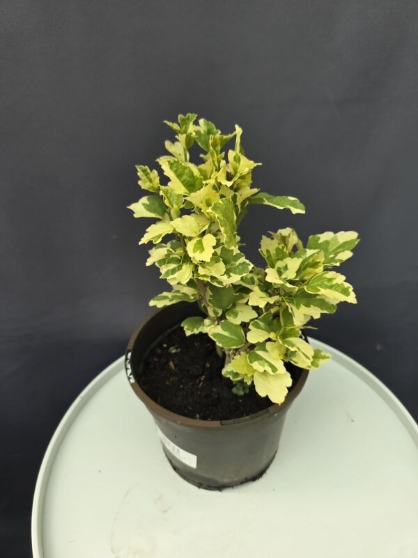 Hibiscus syriacus variegata - Mályvacserje ( zsákbamacska szín ) ↑40cm ⊘17cm