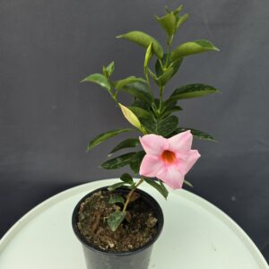 Dipladenia - halvány rózsaszín tölcsérjázmin ↑20cm ⊘12cm