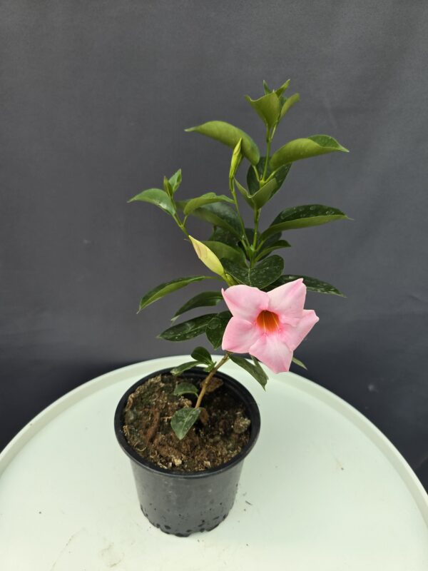 Dipladenia - halvány rózsaszín tölcsérjázmin ↑20cm ⊘12cm