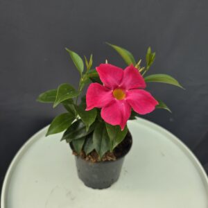 Dipladenia - pink tölcsérjázmin ↑20cm ⊘12cm