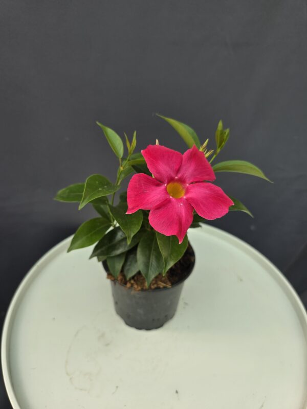 Dipladenia - pink tölcsérjázmin ↑20cm ⊘12cm