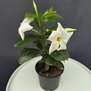 Dipladenia - fehér tölcsérjázmin ↑20cm ⊘12cm