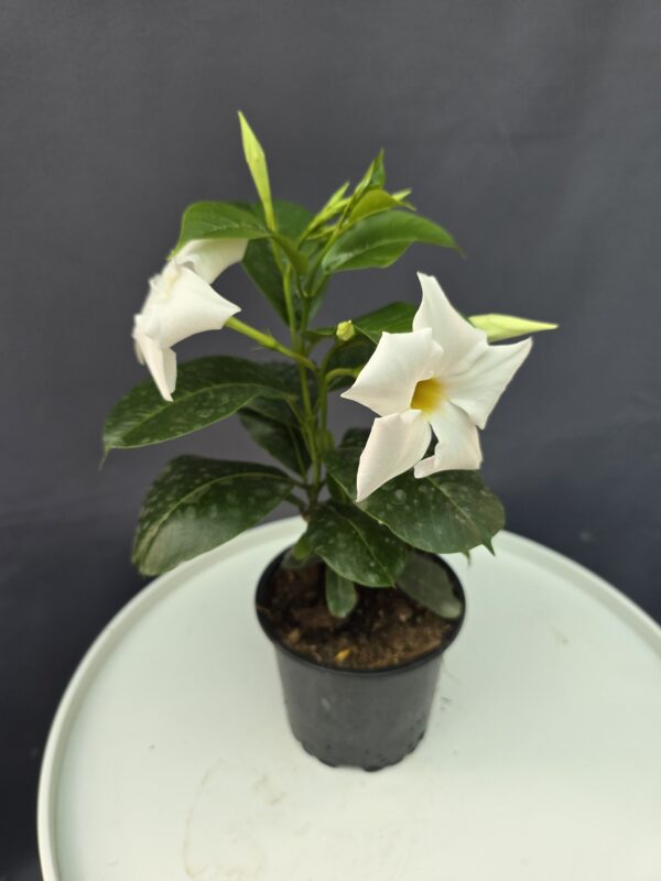 Dipladenia - fehér tölcsérjázmin ↑20cm ⊘12cm