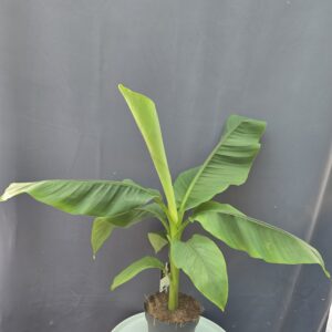 Musa Basjoo évelő banán ↑60cm ⊘17cm