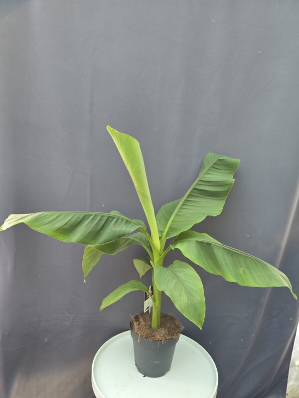 Musa Basjoo évelő banán ↑60cm ⊘17cm
