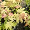 Acer Palmatum 'Orange Dream' ↑35cm ⊘10cm - Image 2