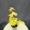 Acer Palmatum 'Orange Dream' ↑35cm ⊘10cm