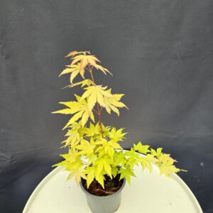 Acer Palmatum 'Orange Dream' ↑35cm ⊘10cm