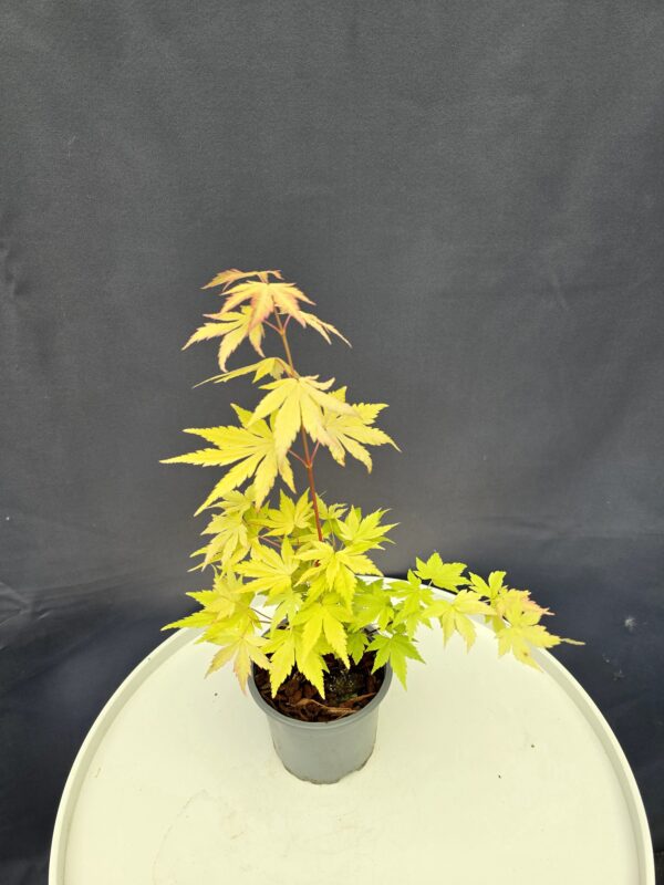Acer Palmatum 'Orange Dream' ↑35cm ⊘10cm