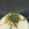 Korallkerep - Lotus berthelotii ↑15cm ⊘12cm