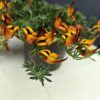 Korallkerep - Lotus berthelotii ↑15cm ⊘12cm - Image 2