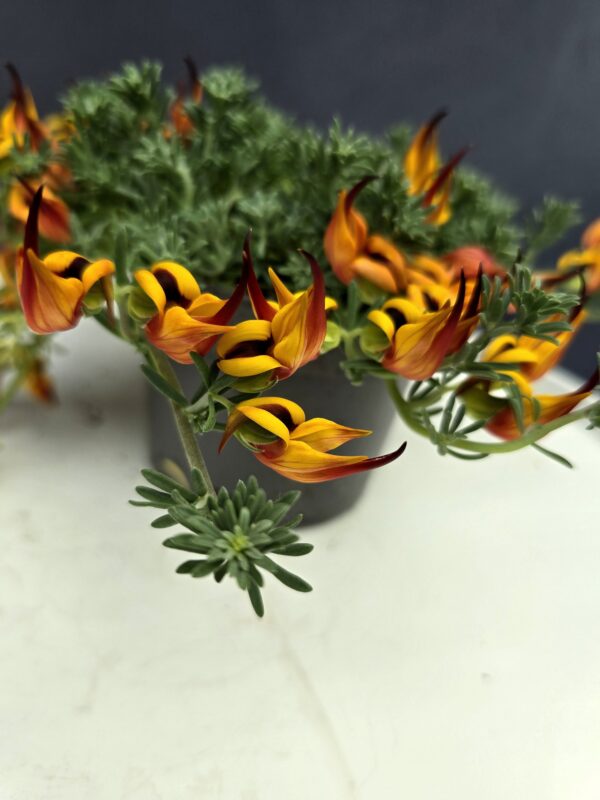 Korallkerep - Lotus berthelotii ↑15cm ⊘12cm - Image 2
