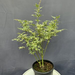 Acer palmatum 'Butterfly' ↑40cm ⊘15cm