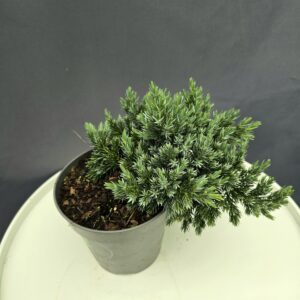 Himalájai boróka - Juniperus sqamata 'Blue Star' ↑20cm ⊘13cm