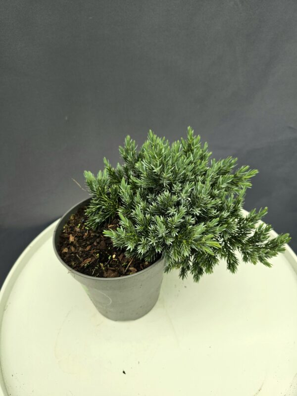 Himalájai boróka - Juniperus sqamata 'Blue Star' ↑20cm ⊘13cm