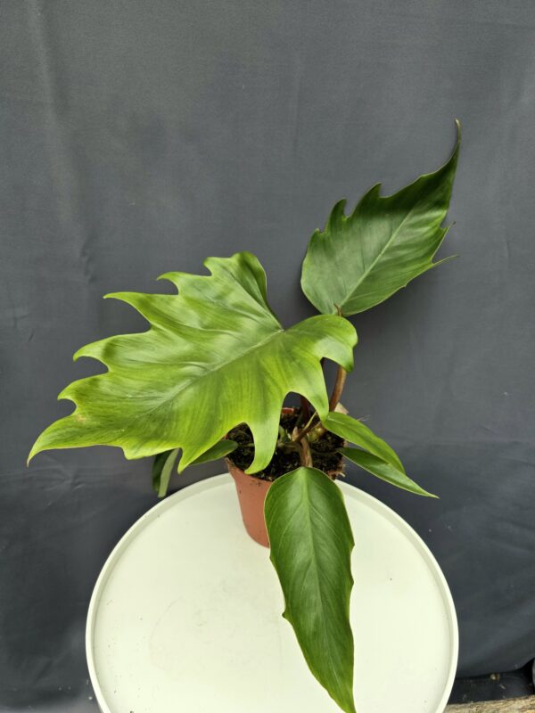 Philodendron Mayoi ↑40cm ⊘15cm