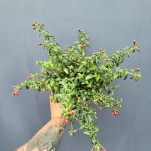 Évelő Fukszia - Fuchsia Tom Thumb