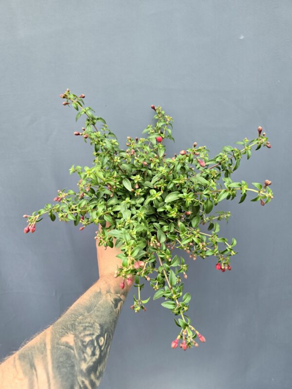 Évelő Fukszia - Fuchsia Tom Thumb