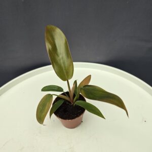 Philodendron bronz mini ↑15cm ⊘6cm
