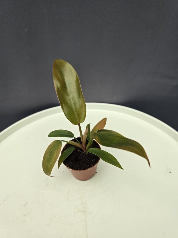 Philodendron bronz mini ↑15cm ⊘6cm