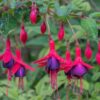 Évelő Fukszia - Fuchsia Tom Thumb - Image 2