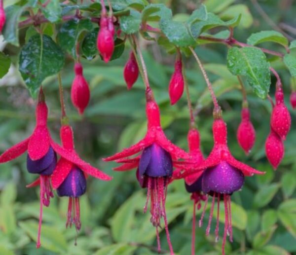 Évelő Fukszia - Fuchsia Tom Thumb - Image 2