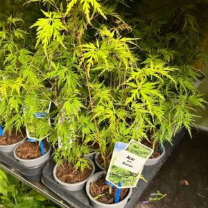 Acer Palmatum 'Seiryu' ↑35cm ⊘9cm