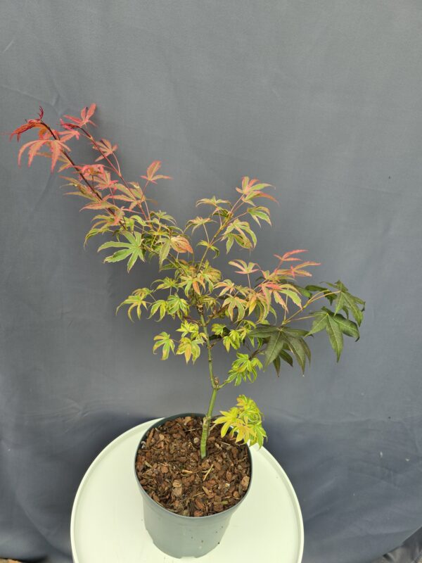 Acer Palmatum Pink Passion ↑60cm ⊘19cm - Image 2