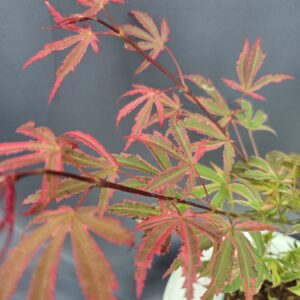 Acer Palmatum Pink Passion ↑60cm ⊘19cm