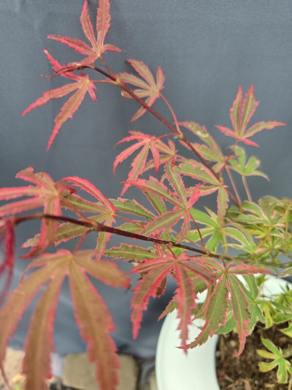 Acer Palmatum Pink Passion ↑60cm ⊘19cm