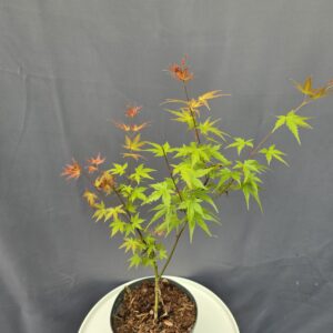 Acer Palmatum Phoenix ↑60cm ⊘19cm