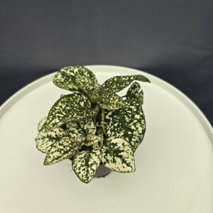 Szeplősarc - Fehér Hypoestes ↑20cm ⊘12cm