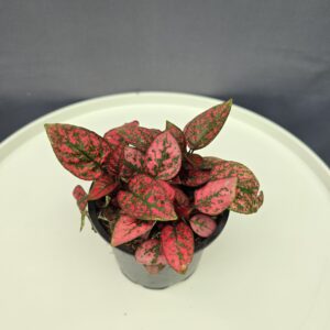 Szeplősarc - Piros Hypoestes ↑20cm ⊘12cm