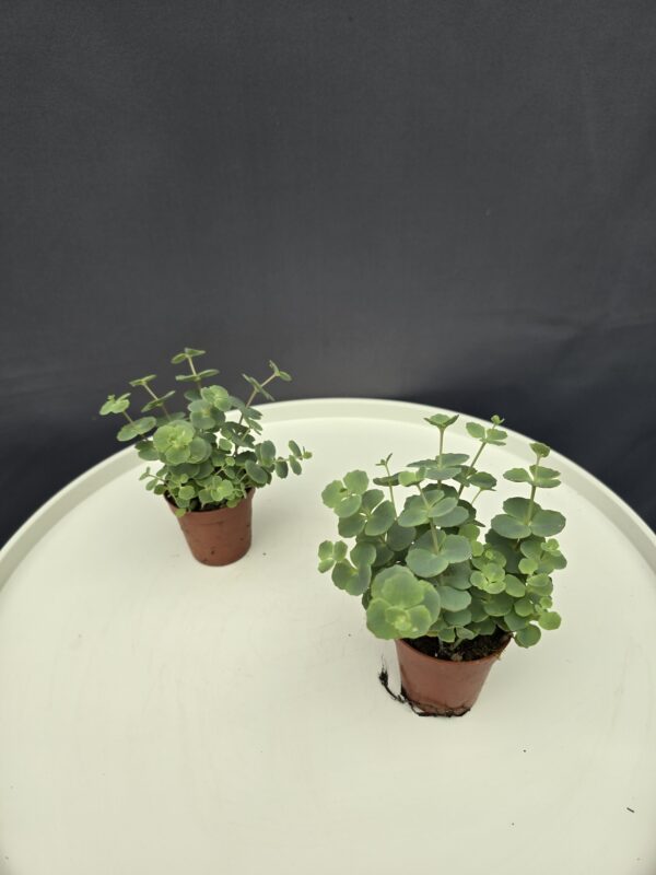 Sedum sieboldii - Októberi varjúháj ↑10cm ⊘5cm