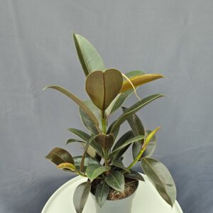 Ficus Melany ↑50cm ⊘14cm