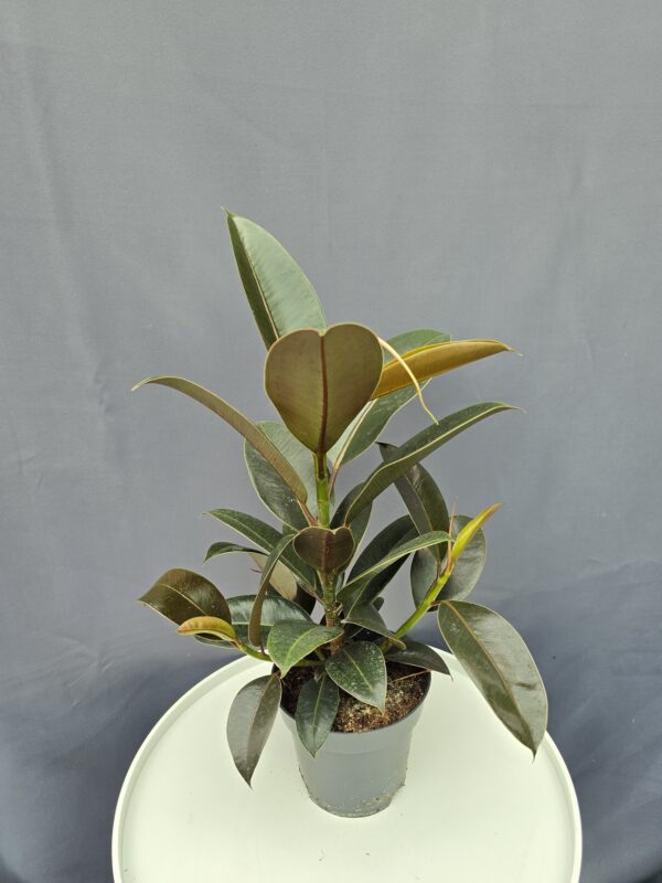 Ficus Melany ↑50cm ⊘14cm