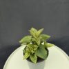 Heliopsis - Napszem ↑20cm ⊘12cm
