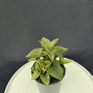 Heliopsis - Napszem ↑20cm ⊘12cm