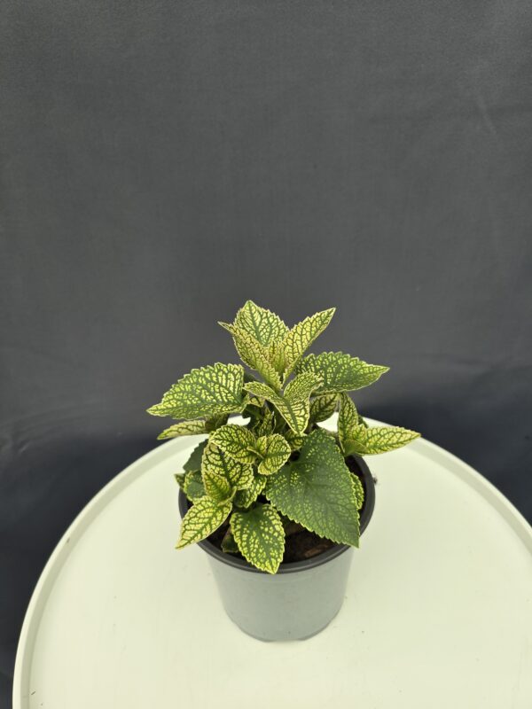 Heliopsis - Napszem ↑20cm ⊘12cm