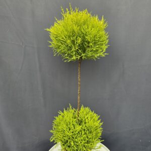Szobai Ciprus ↑80cm ⊘17cm