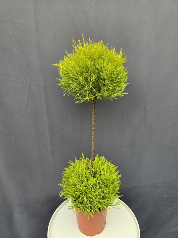 Szobai Ciprus ↑80cm ⊘17cm