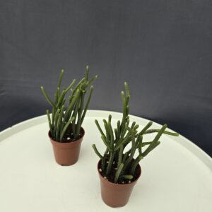 Crassula Muscosa mini ↑10cm ⊘5cm